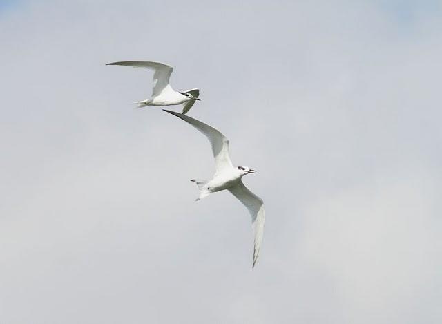 CHARRÁN PATINEGRO-STERNA SANDVICENSIS-SANDWICH TERN 2ª