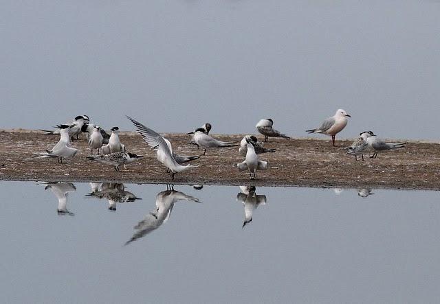 CHARRÁN PATINEGRO-STERNA SANDVICENSIS-SANDWICH TERN 2ª