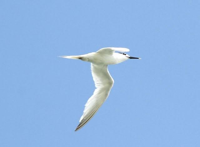 CHARRÁN PATINEGRO-STERNA SANDVICENSIS-SANDWICH TERN 2ª