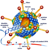 Nuevo Fármaco Capaz de Eliminar Cualquier Virus