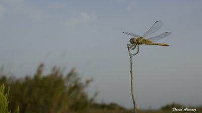 Capeando el levantito