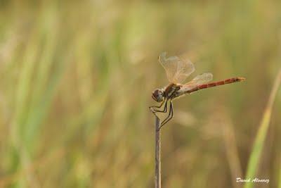 Capeando el levantito