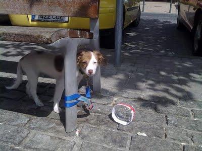 DENIS, cachorrito peludín abandonado atado a un banco. (Córdoba)