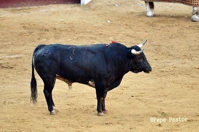 July y sus muñecos de santacoloma: De la renuncia a la Cátedra