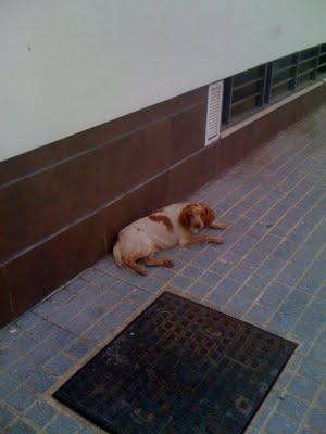 Nela, bretona abandonada, sigue en la calle muriendo lentamente. (Córdoba)