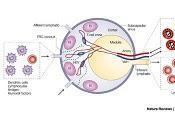 Papel Venulas Endotelio Manejo Cancer