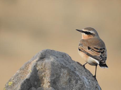 La Sierra Norte de Guadalajara es un paraíso ornitológico