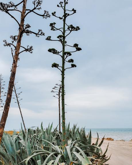 Comenzar el 2021 con Mar, algo de sierras y muchos girasoles