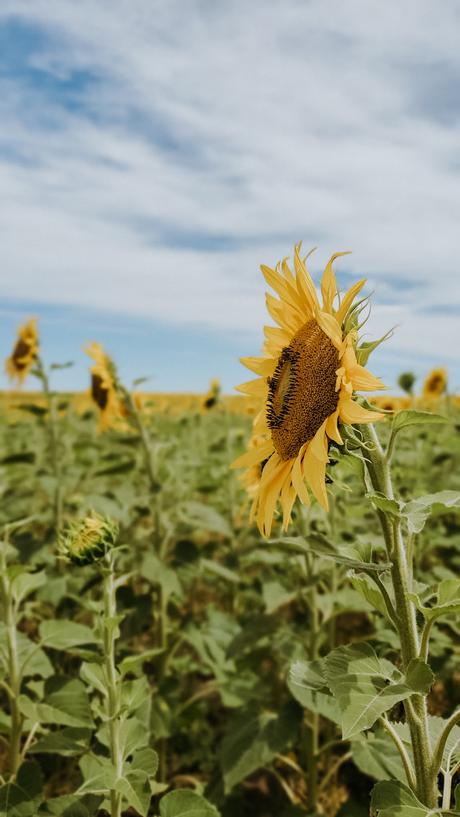 Comenzar el 2021 con Mar, algo de sierras y muchos girasoles