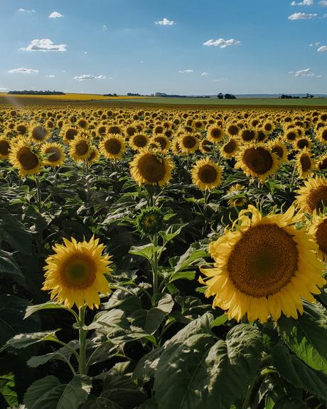 Comenzar el 2021 con Mar, algo de sierras y muchos girasoles