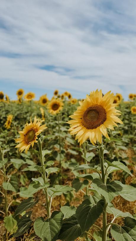 Comenzar el 2021 con Mar, algo de sierras y muchos girasoles