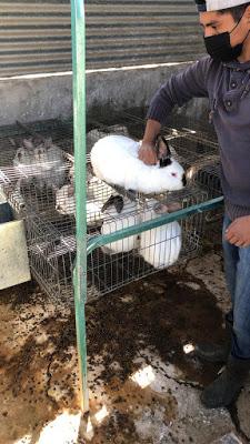 REALIZA GEM VACUNACIÓN CUNÍCOLA ANTE BROTE DE ENFERMEDAD VIRAL