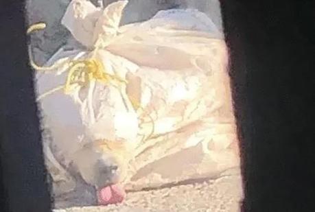 Denuncia: Torturan perros de la calle y los abandonan en costales