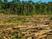 Madera cultivada laboratorio podría significar deforestación
