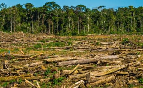 Madera cultivada en laboratorio podría significar no más deforestación