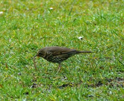 Buscando en el suelo