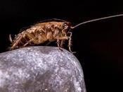 Como lidiar Cucarachas forma Natural Ecológica