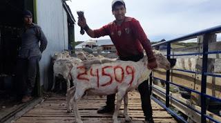 Los Menucos: Matías Nuin logró romper un récord, esquilando un total de 24509 ovejas