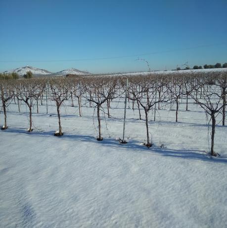 Año de nieve, año de vienés Año de nieve, año de vienés