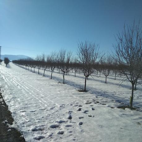 Año de nieve, año de vienés Año de nieve, año de vienés