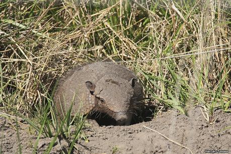 Videla Dorna- Gorchs (septiembre 2020)