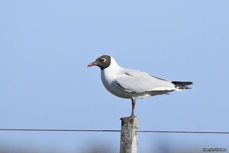 Videla Dorna- Gorchs (septiembre 2020)