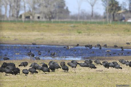 Videla Dorna- Gorchs (septiembre 2020)