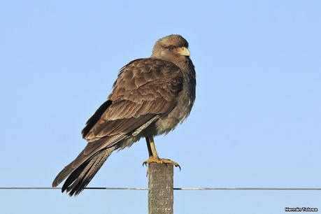 Videla Dorna- Gorchs (septiembre 2020)