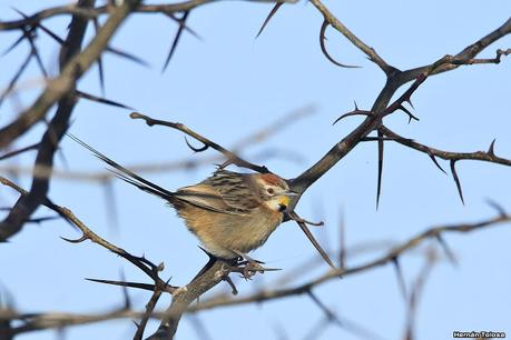 Videla Dorna- Gorchs (septiembre 2020)