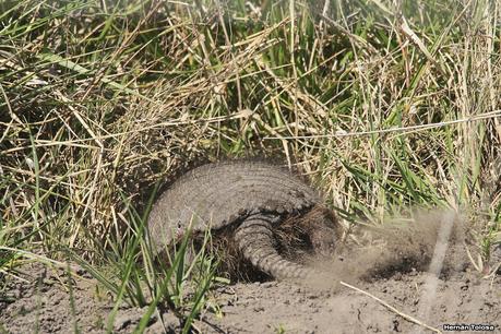 Videla Dorna- Gorchs (septiembre 2020)