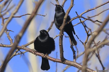 Videla Dorna- Gorchs (septiembre 2020)