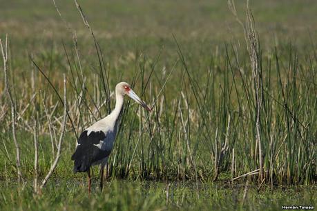 Videla Dorna- Gorchs (septiembre 2020)