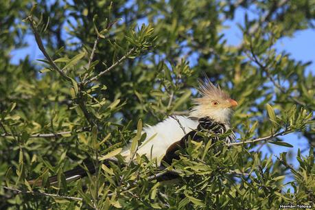 Videla Dorna- Gorchs (septiembre 2020)