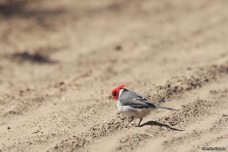 Videla Dorna- Gorchs (septiembre 2020)