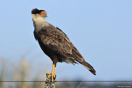 Videla Dorna- Gorchs (septiembre 2020)