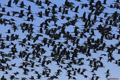 Videla Dorna- Gorchs (septiembre 2020)