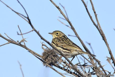 Videla Dorna- Gorchs (septiembre 2020)