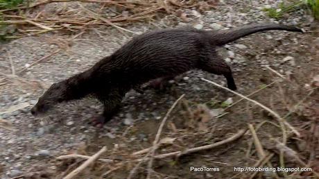 Nutria en Sant Adrià