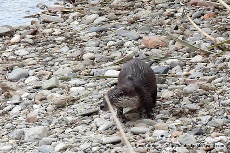 Nutria en Sant Adrià