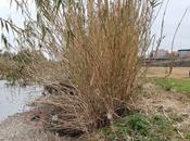 Nutria Sant Adrià