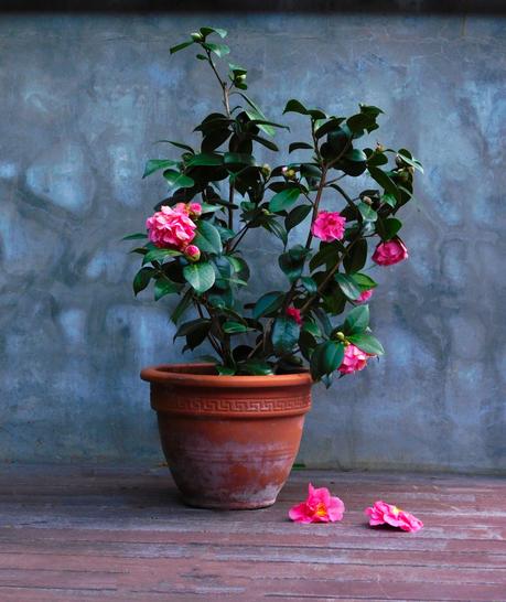 La Ruta de la Camelia.