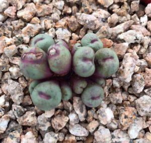 亚博APP官方版:“欢乐中国行”展多彩三亚 丁晓红时尚歌声献经典 亚博APP官方版:“欢乐中国行”展多彩三亚 丁晓红时尚歌声献经典