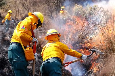 SOFOCAN 74 INCENDIOS FORESTALES EN EDOMÉX EN LO QUE VA DEL AÑO