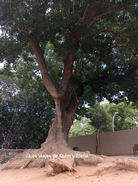 árbol en la entrada del Parc de les Aigües