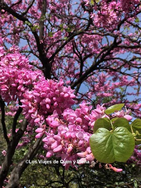Árbol en flor en los parques y jardines poco conocidos de BCN