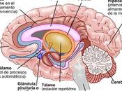 Anatomía snc: sistema límbico
