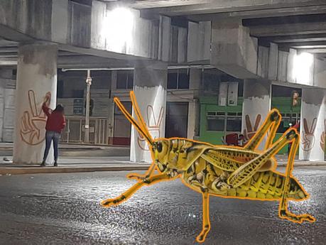 Nava tapiza la ciudad ahora con color naranja