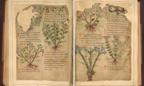 LIBRO DE HIERBAS MEDICINALES DE 1000 AÑOS DE ANTIGÜEDAD EN DESCARGA