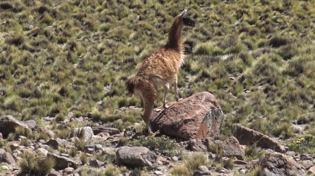 Lugares imperdibles en la Ruta 40: Abra del Acay.