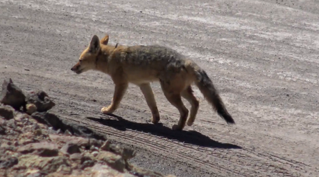 Lugares imperdibles en la Ruta 40: Abra del Acay.